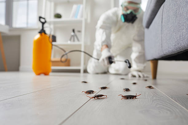Commercial Rodent Management in Prudenville